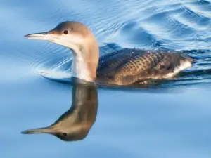 Menno 04 - Parelduiker 1